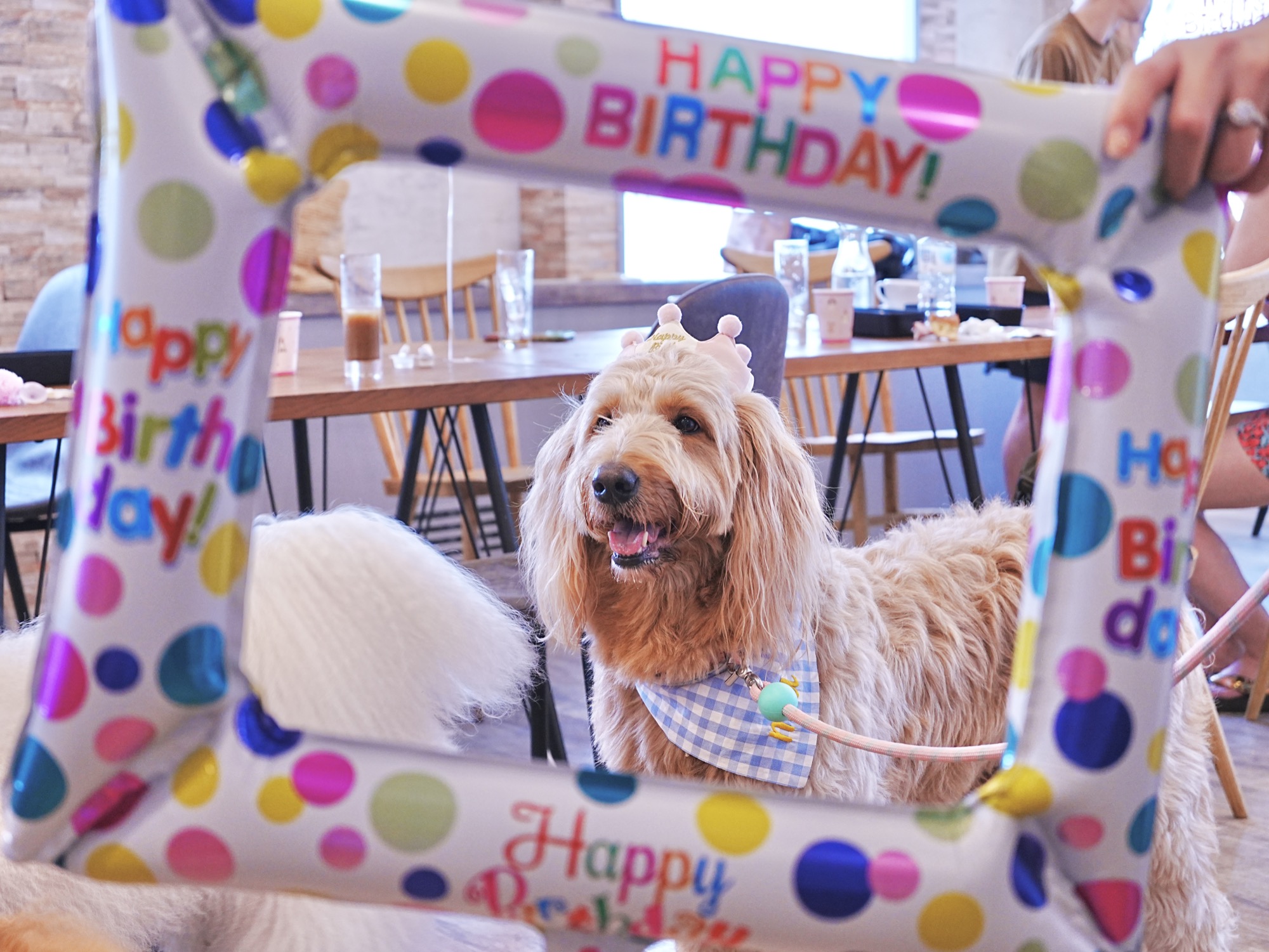 油壺globeで愛犬と楽しむ誕生日をとびきりの一枚に