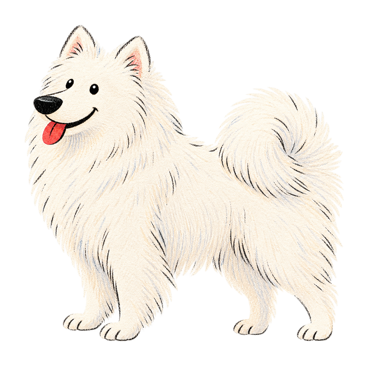 サモエドのイラスト