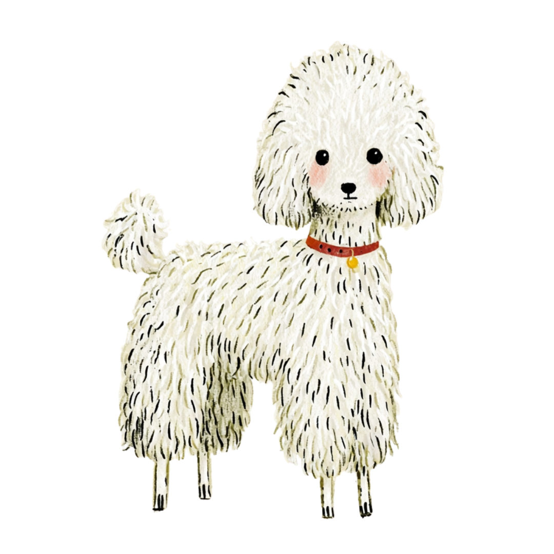 スタンダードプードルのイラスト