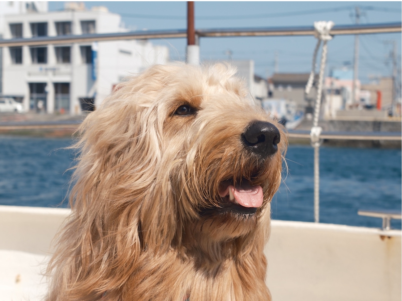 全サイズの愛犬と、さんしろへのイメージ