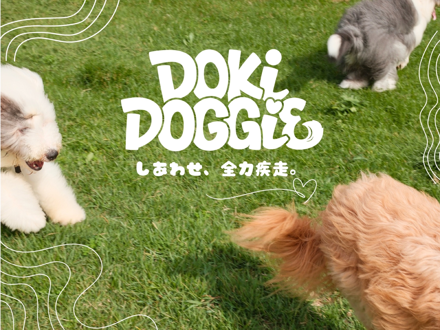 DokiDoggieの芝生で楽しむ犬たち