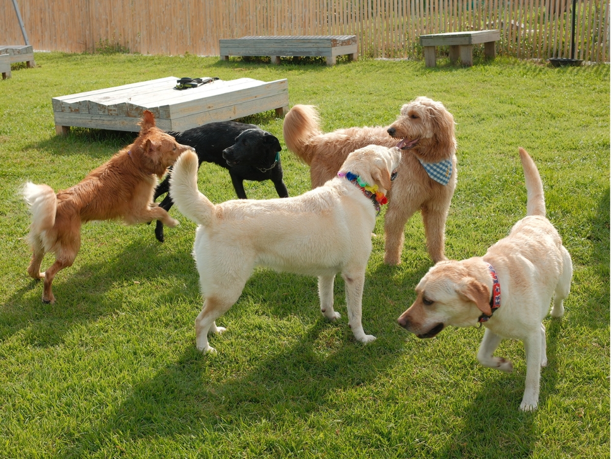 油壺globeで愛犬と楽しむ300坪の芝生で思いきり遊ぶ