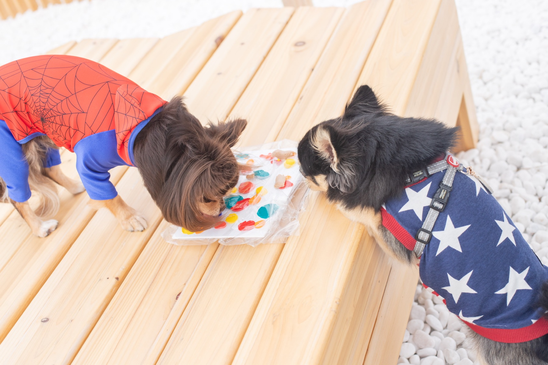 油壺globeで愛犬と楽しむ愛犬がつくる舐め舐めアート