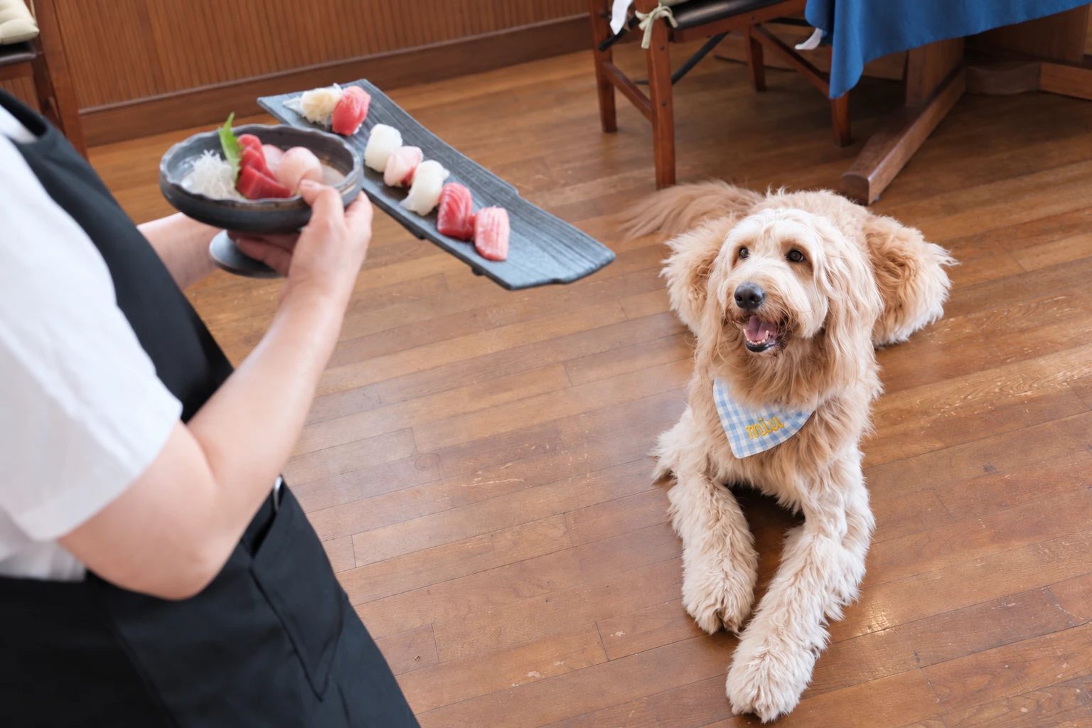 BASEのレストランで、寿司とお造りを運ぶスタッフを見上げる愛犬