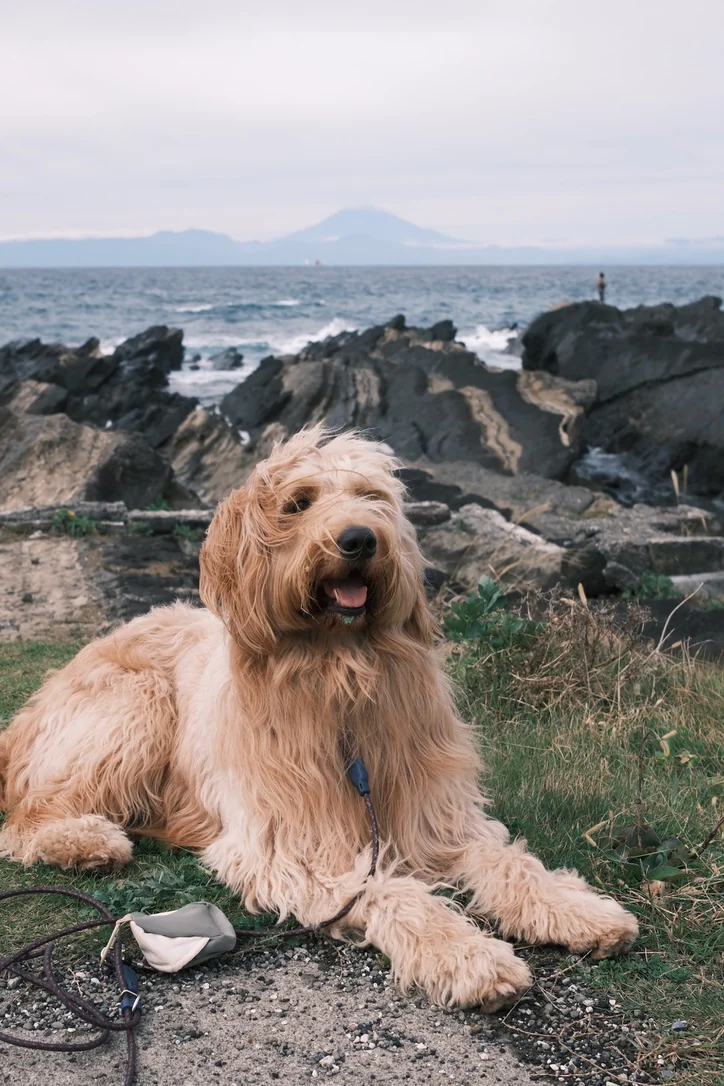 城ヶ島の岩礁と海を背景に休む愛犬