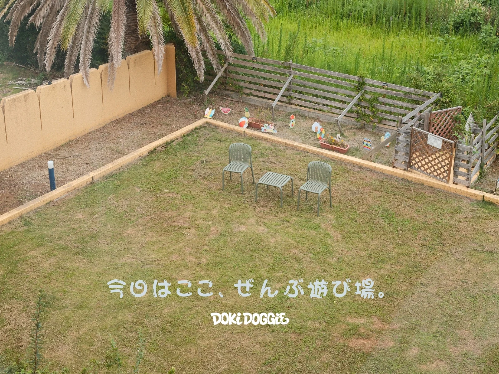 今日はここ、ぜんぶ遊び場。椰子の木に囲まれたDianaの芝生ドッグラン