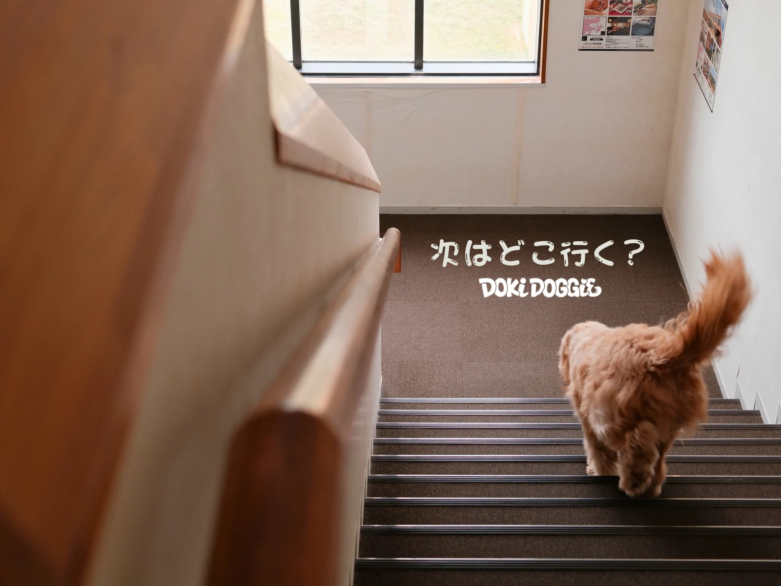 次はどこ行く?館内の階段を下りるわんちゃん