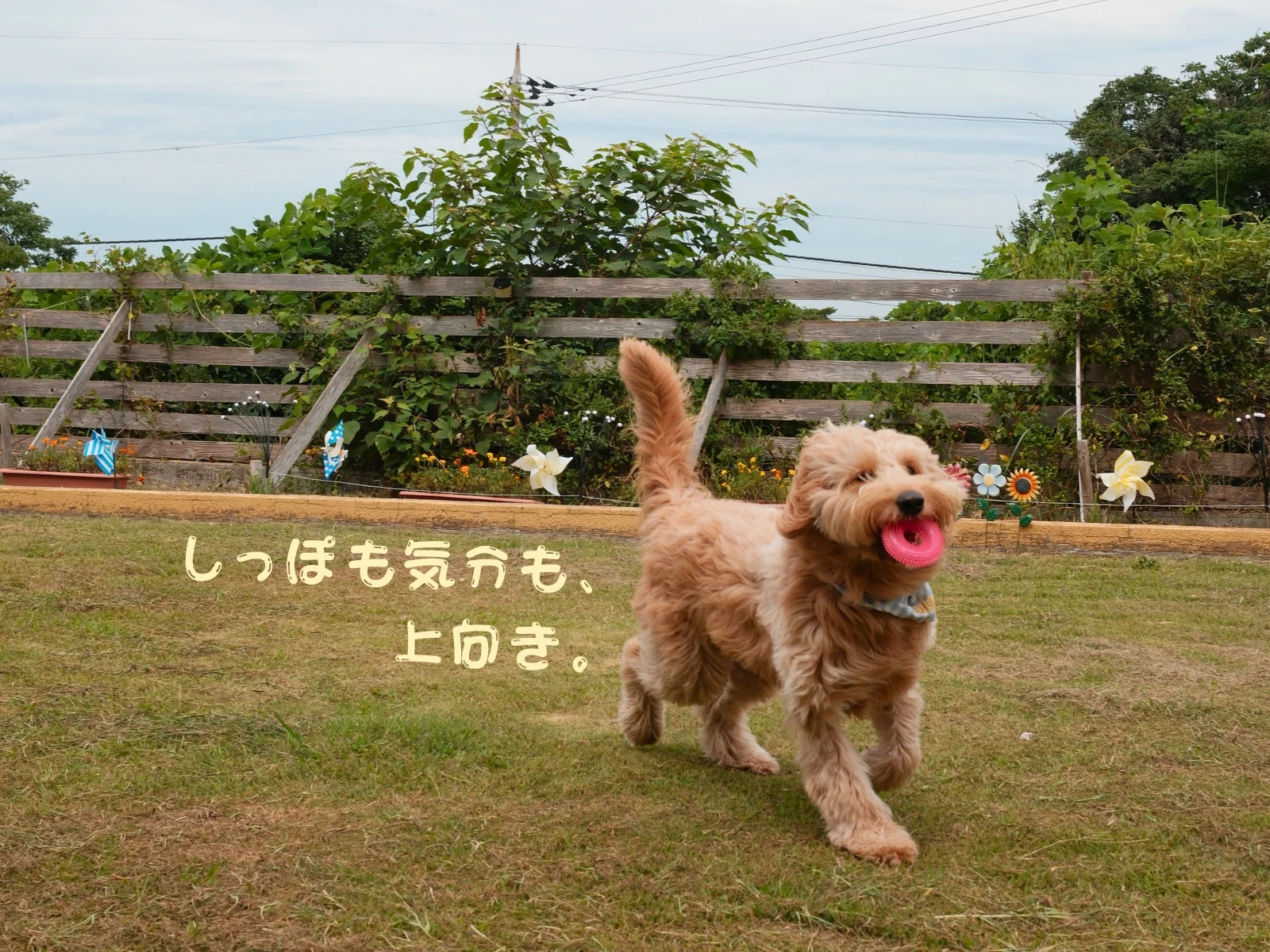 しっぽも気分も、上向き。館山Dianaのドッグランを走るわんちゃん