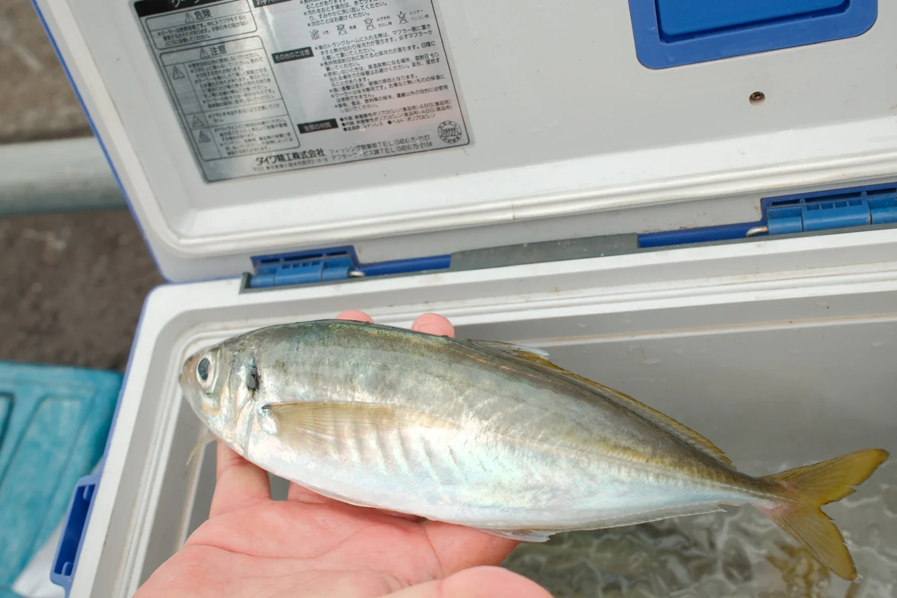 釣り上げた魚を手のひらにのせた一枚